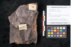 Foto (Objekt + Etikett) von Odontopteris minor Brongniart (NHMW-GEO-2024-0188-10727)